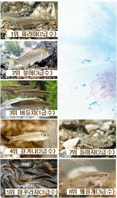 물속의 물고기