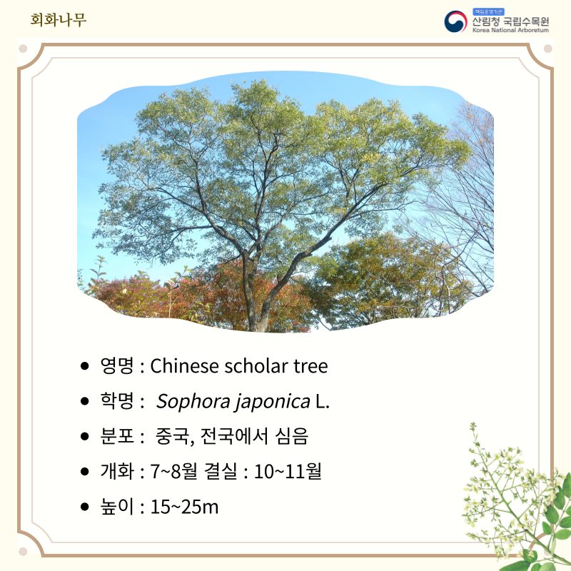 목재이용 활성화를 위한 홍보(회화나무 이야기)