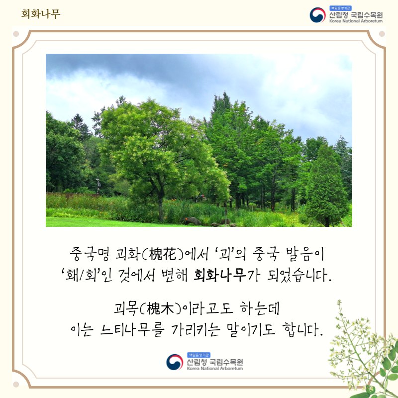 목재이용 활성화를 위한 홍보(회화나무 이야기)