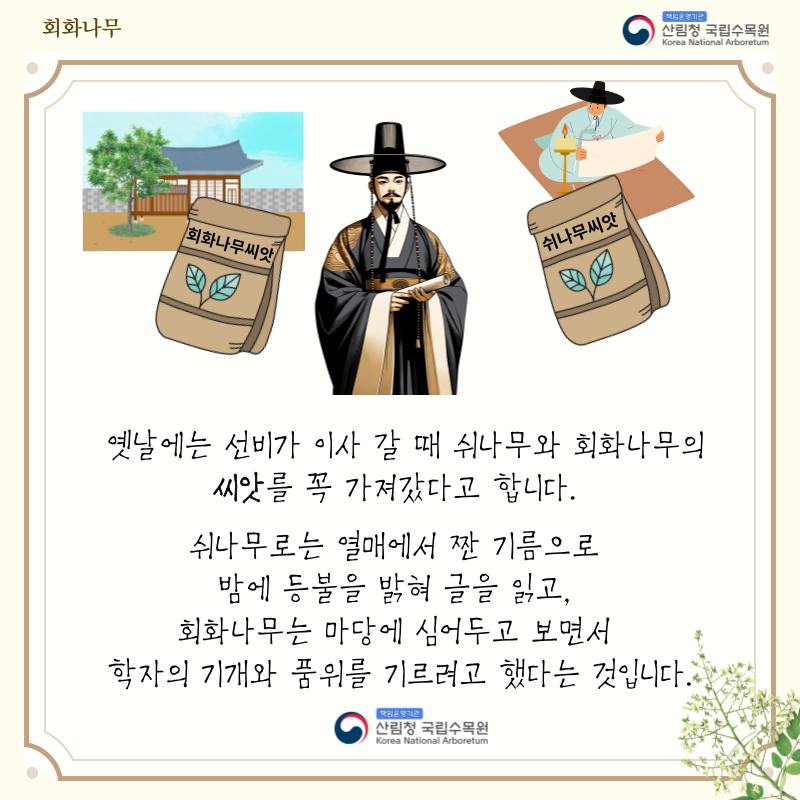 목재이용 활성화를 위한 홍보(회화나무 이야기)