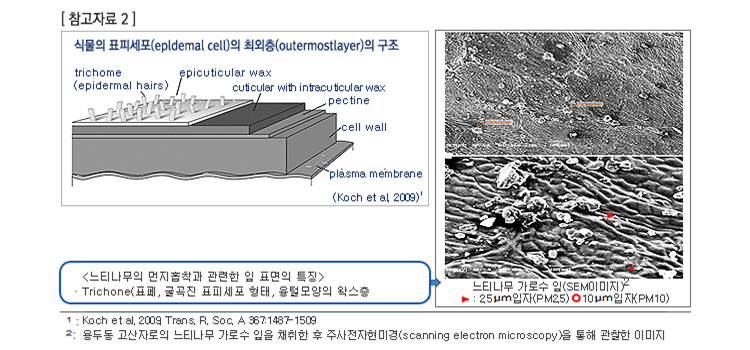 느티나무의 먼지흡착과 관련한 잎 표면의 특징 이미지 - 내용있음