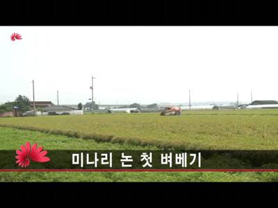 미나리논첫벼베기