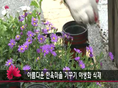 아름다운한옥마을가꾸기야생화식재
