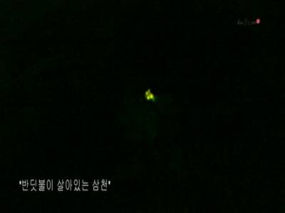 영상스케치반딧불이살아있는삼천