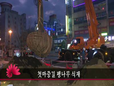 첫마중길팽나무식재