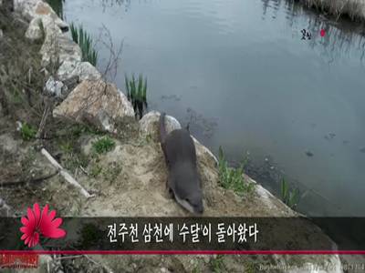 전주천삼천에수달이돌아왔다
